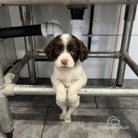 English Springer Spaniel - Dogs