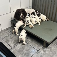 English Springer Spaniel - Dogs