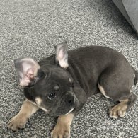 French Bulldog - Both