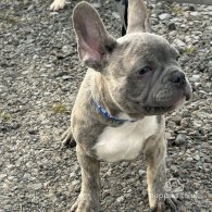 French Bulldog - Both