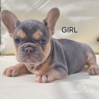 French Bulldog - Both