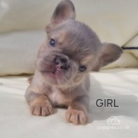 French Bulldog - Both