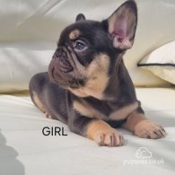 French Bulldog - Both