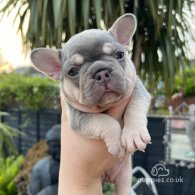 French Bulldog - Both