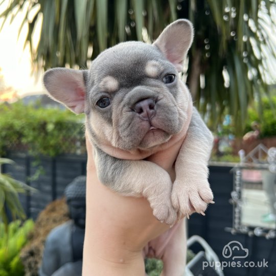 French Bulldog - Both