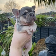 French Bulldog - Both