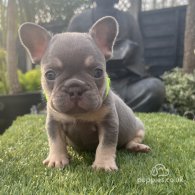 French Bulldog - Both