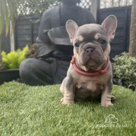 French Bulldog - Both