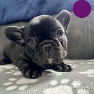 French Bulldog - Both