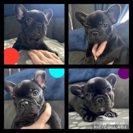 French Bulldog - Both