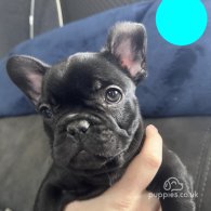 French Bulldog - Both