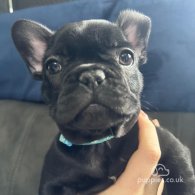 French Bulldog - Both