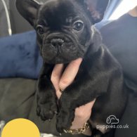 French Bulldog - Both