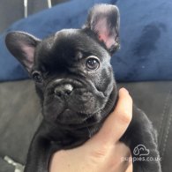 French Bulldog - Both