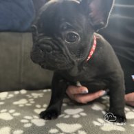 French Bulldog - Both