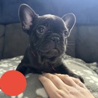 French Bulldog - Both