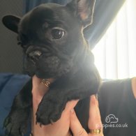 French Bulldog - Both