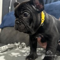 French Bulldog - Both