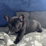 French Bulldog - Both