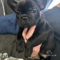 French Bulldog - Both