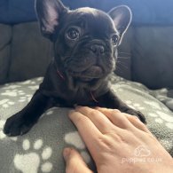 French Bulldog - Both