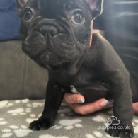 French Bulldog - Both