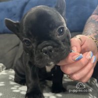 French Bulldog - Both