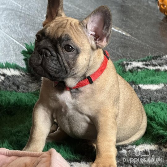 French Bulldog - Both