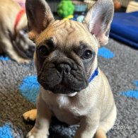 French Bulldog - Both