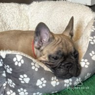 French Bulldog - Both