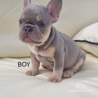 French Bulldog - Both