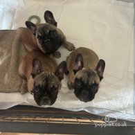 French Bulldog - Dogs