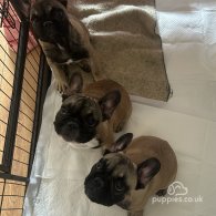 French Bulldog - Dogs