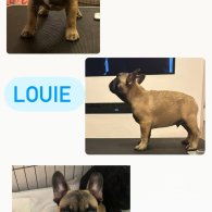 French Bulldog - Dogs