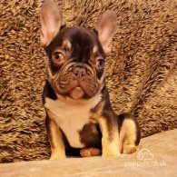 French Bulldog - Both