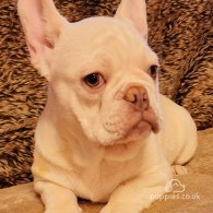 French Bulldog - Both