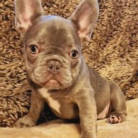 French Bulldog - Both