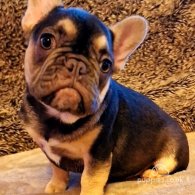 French Bulldog - Both