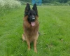 German Shepherd (Alsatian)