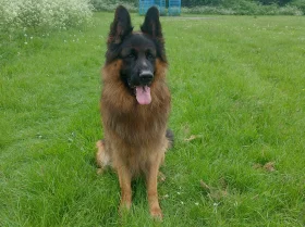 German Shepherd (Alsatian)