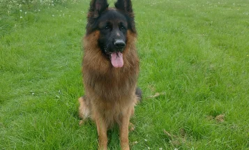German Shepherd (Alsatian)