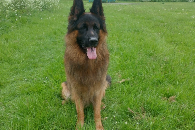 German Shepherd (Alsatian)