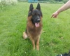 German Shepherd (Alsatian)