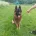 German Shepherd (Alsatian)