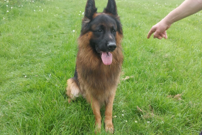 German Shepherd (Alsatian)