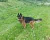 German Shepherd (Alsatian)