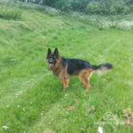 German Shepherd (Alsatian)