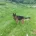 German Shepherd (Alsatian)