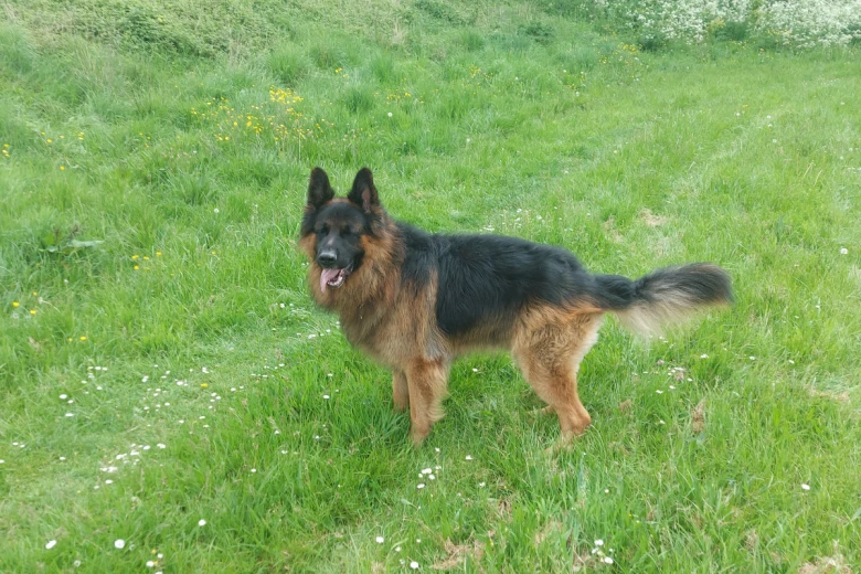 German Shepherd (Alsatian)