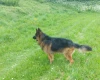 German Shepherd (Alsatian)